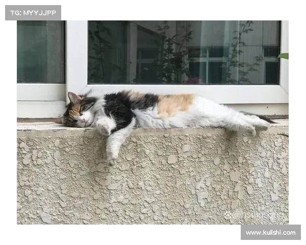 萌宠牧场:治愈你心头的悠闲时光 萌宠牧场:治愈你心头的悠闲时光